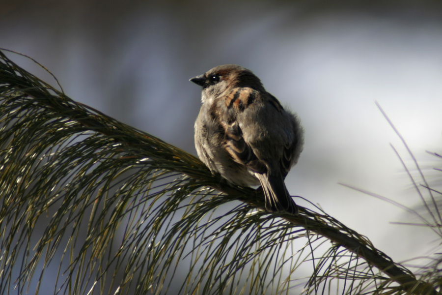 March 21, 2007<BR>Sparrow