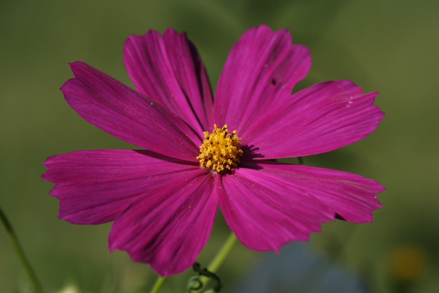 Flower Macro<BR>August 17, 2007