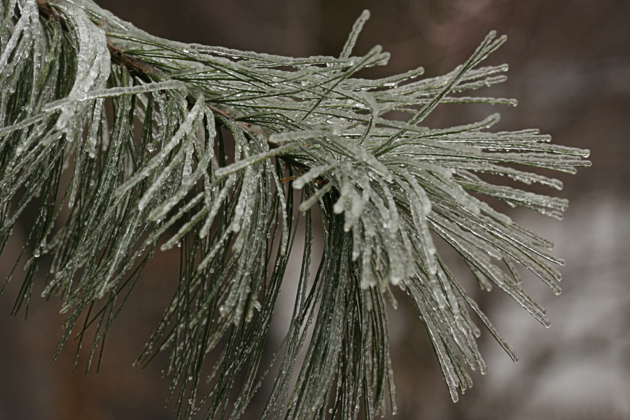 Frozen Pine Bow<BR>December 10, 2007