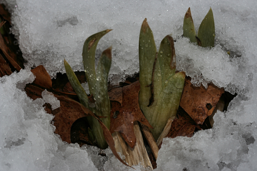 Autumn, Winter and Spring<BR>March 1, 2008