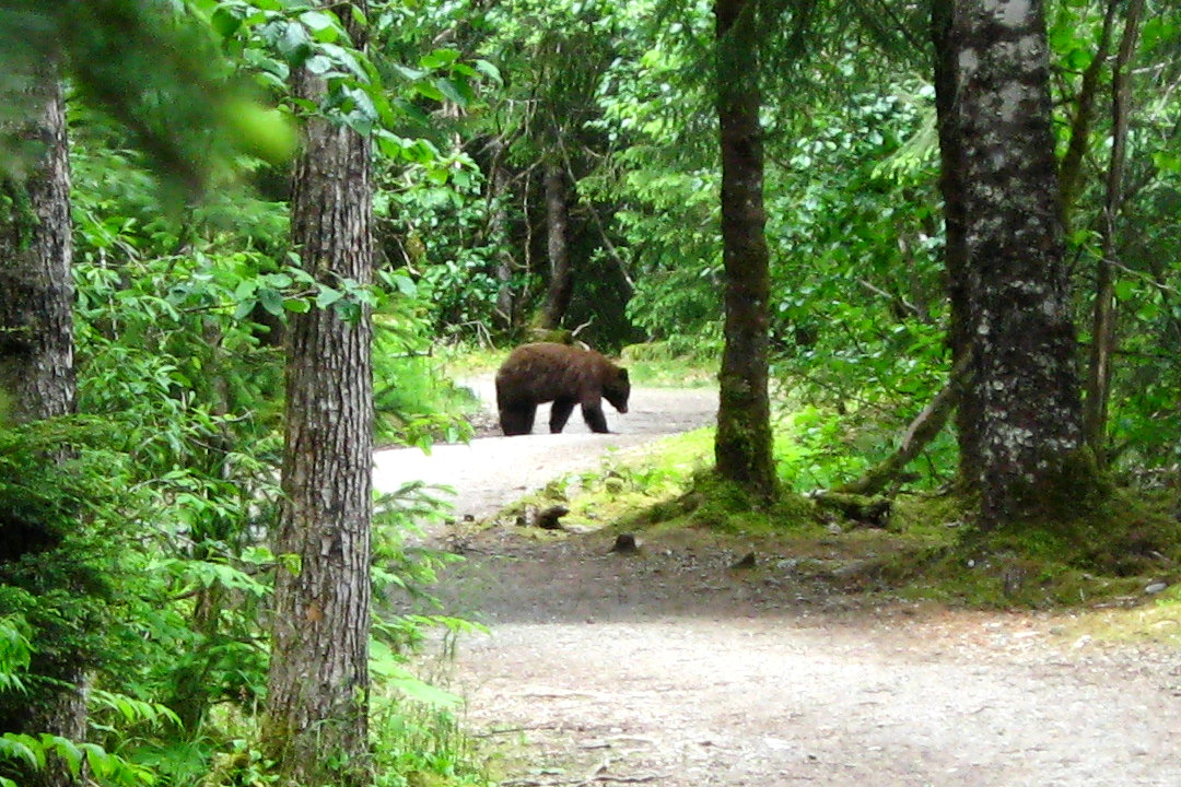 Brown Bear on Trail<BR>June 26, 2008