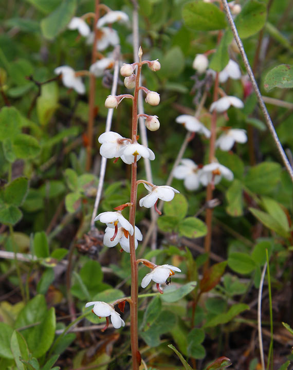 Vitpyrola (Pyrola rotundifolia)