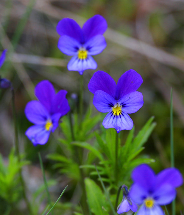 Styvmorsviol (Viola tricolor)