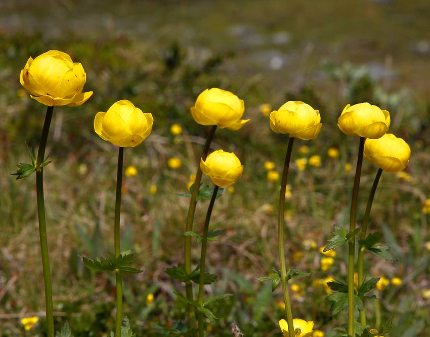 Smrbollar (Trollius europaeus)