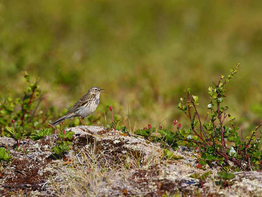 Meadow Pipit (Anthus pratensis)