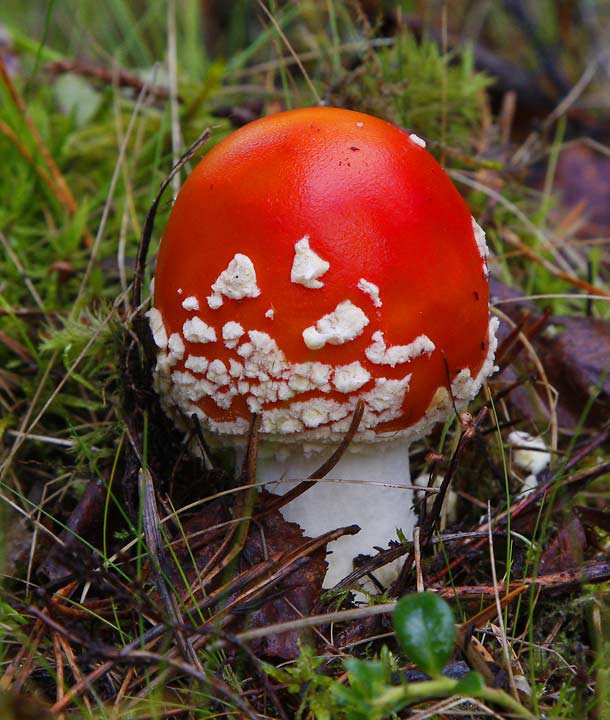 Rd flugsvamp (Amanita muscaria)