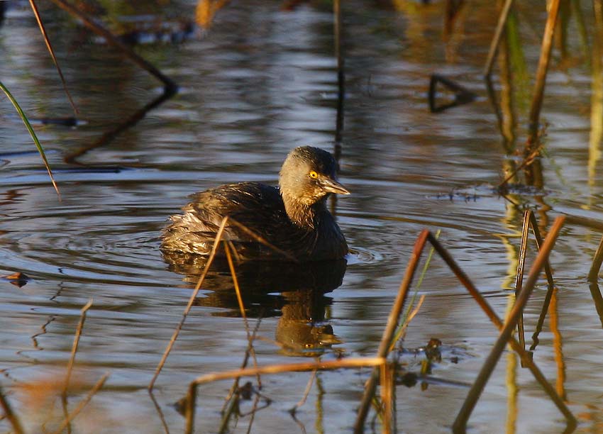 Least Grebe (Tachybaptus dominicus)