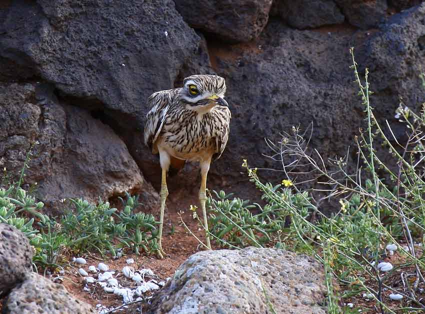 Stone Curlew (Burhinus oedicnemus)