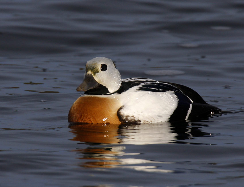 Stellers Eider (Polysticta stelleri)