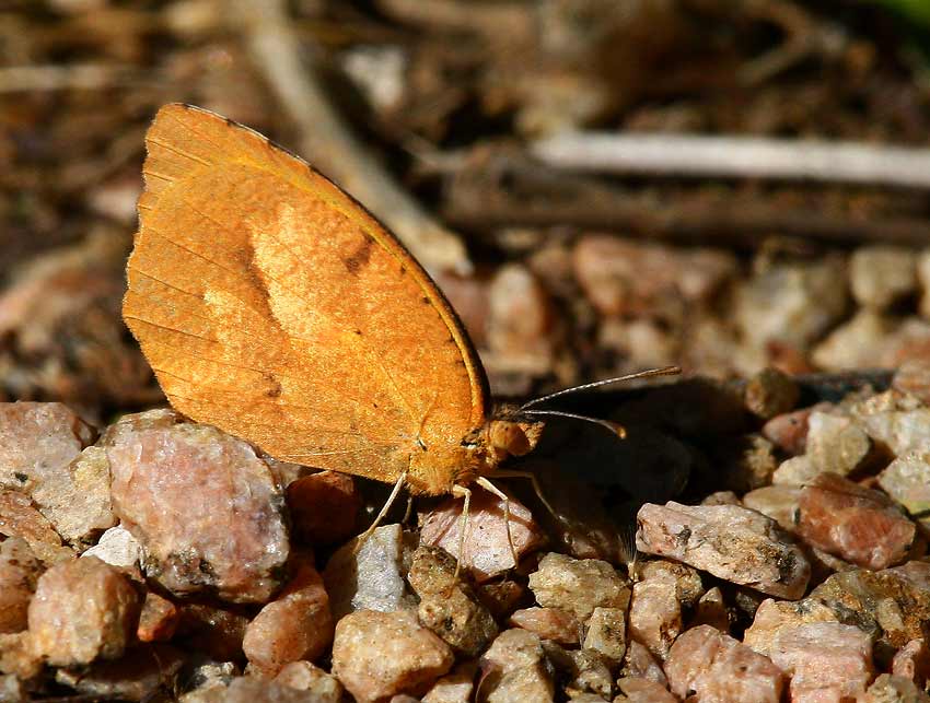 Sleepy Orange (Abaeis nicippe)