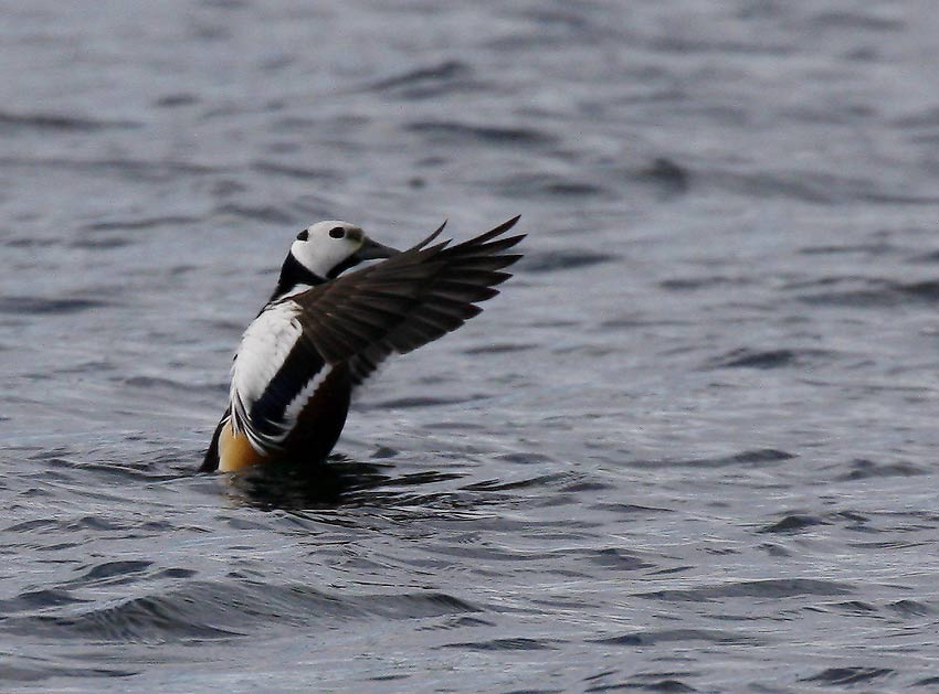 Stellers Eider (Polysticta stelleri)