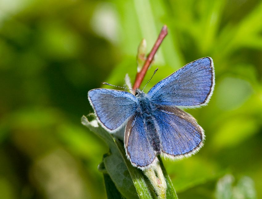 Fjllvickerblvinge (Albulina orbitulus)