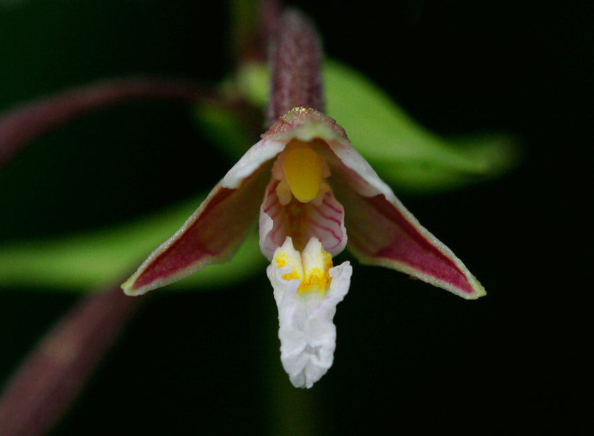 Krrknipprot (Epipactis palustris)
