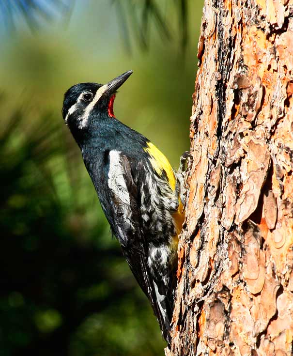 Williamsons Sapsucker (Sphyrapicus thyroideus)