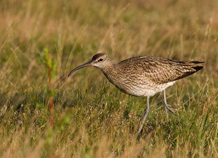 Whimbrel (Numenius phaeopus)