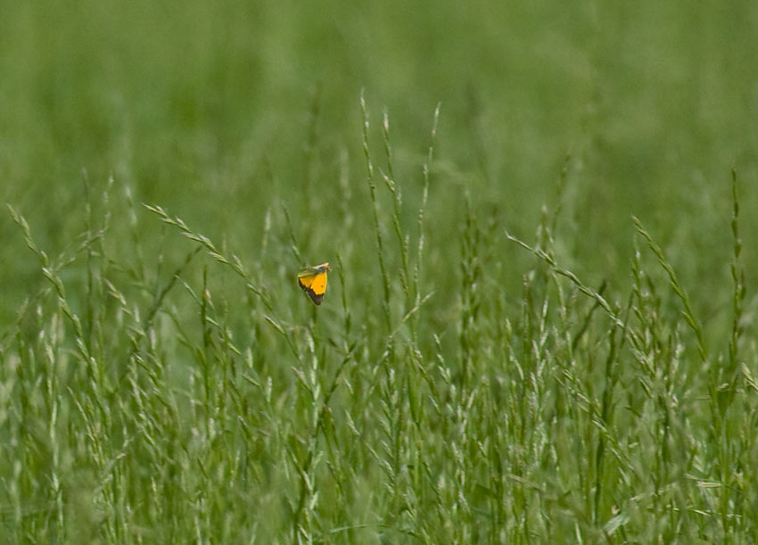 Rdgul hfjril (Colias croceus)