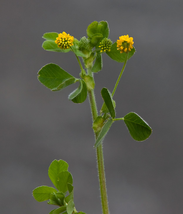 Trdklver (Trifolium dubium)