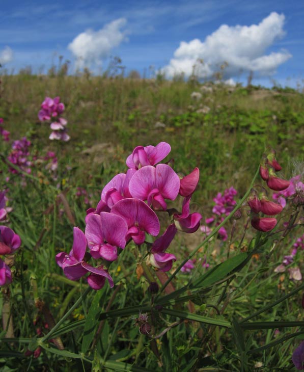 Rosenvial (Lathyrus latifolius)