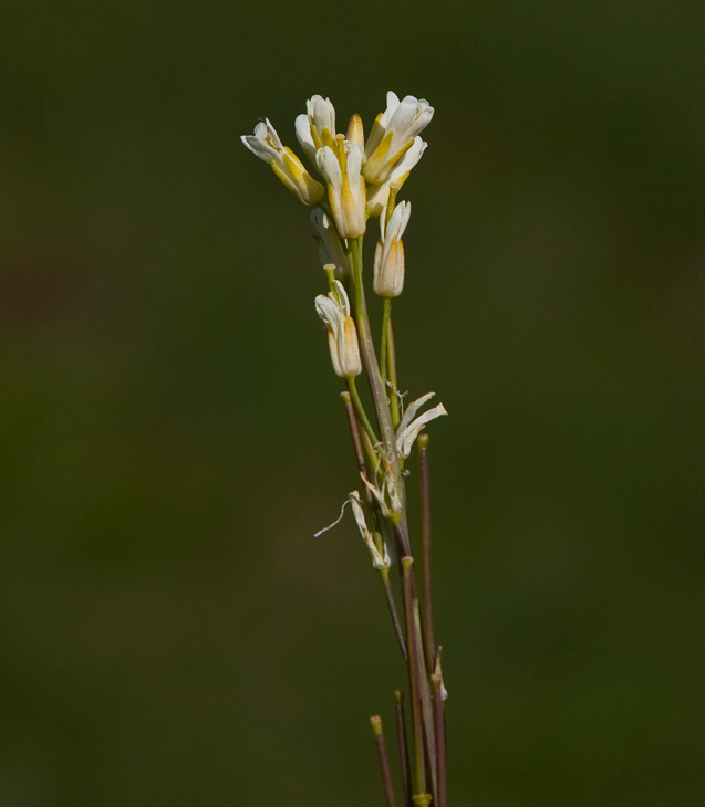Rockentrav (Arabis glabra)