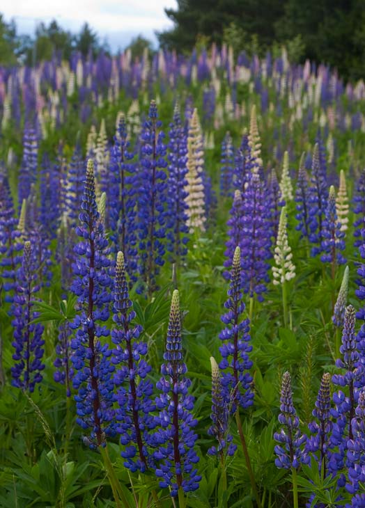 Blomsterlupin (Lupinus polyphyllus)