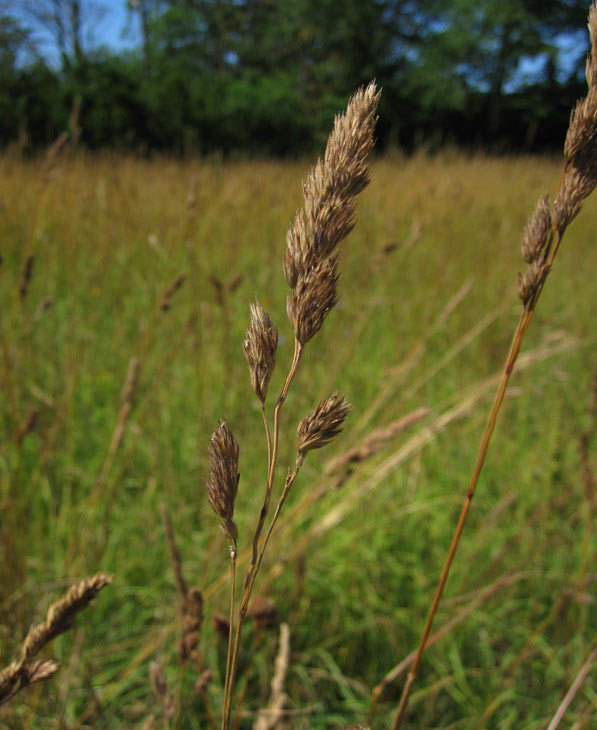 Hundxing (Dactylis glomerata)