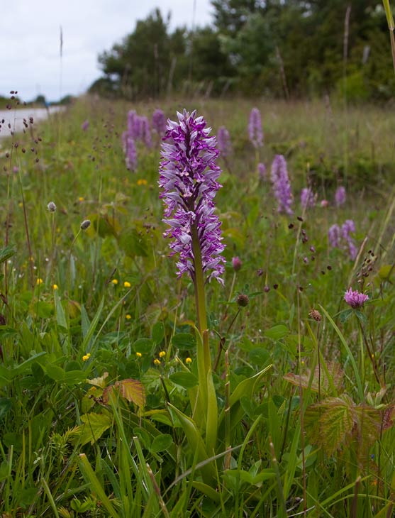 Johannesnycklar (Orchis militaris)