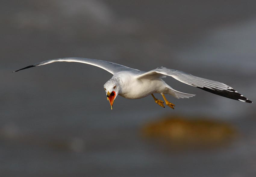 Ring-billed Gull (Larus delawarensis)