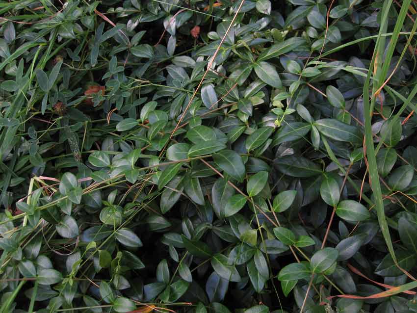 Vintergrna (Vinca minor)