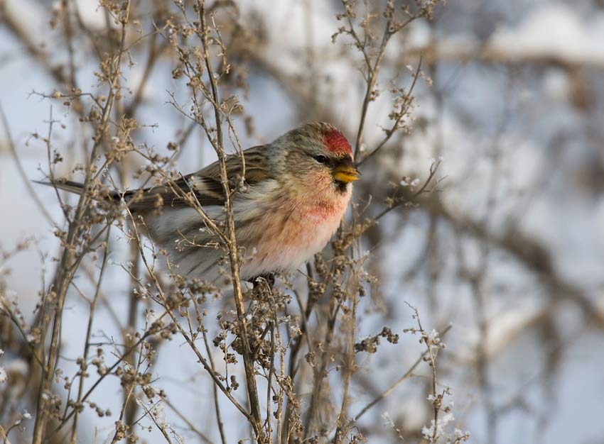 Common Redpoll (Carduelis flammea)