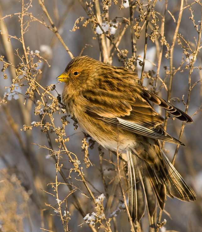 Twite (Carduelis flavirostris)