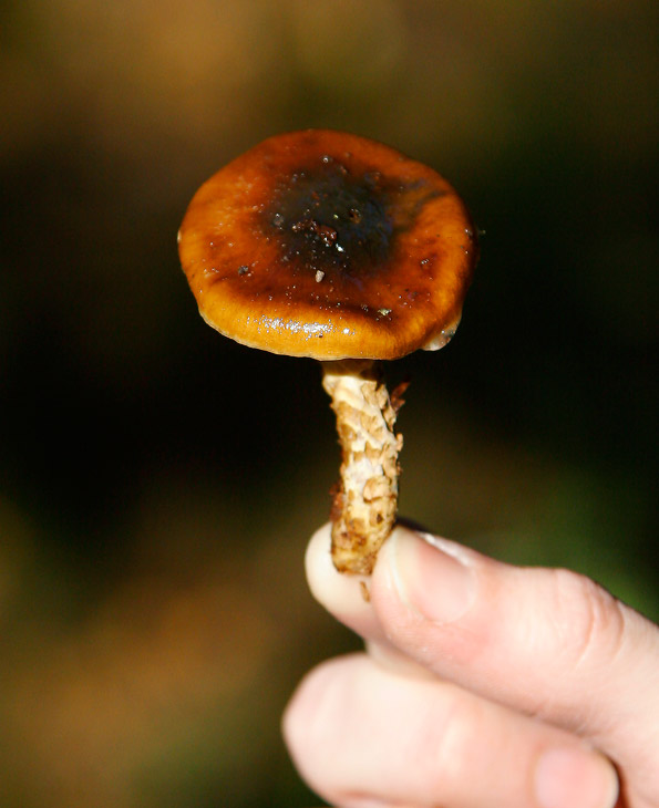 Trappspindling (Cortinarius trivialis)