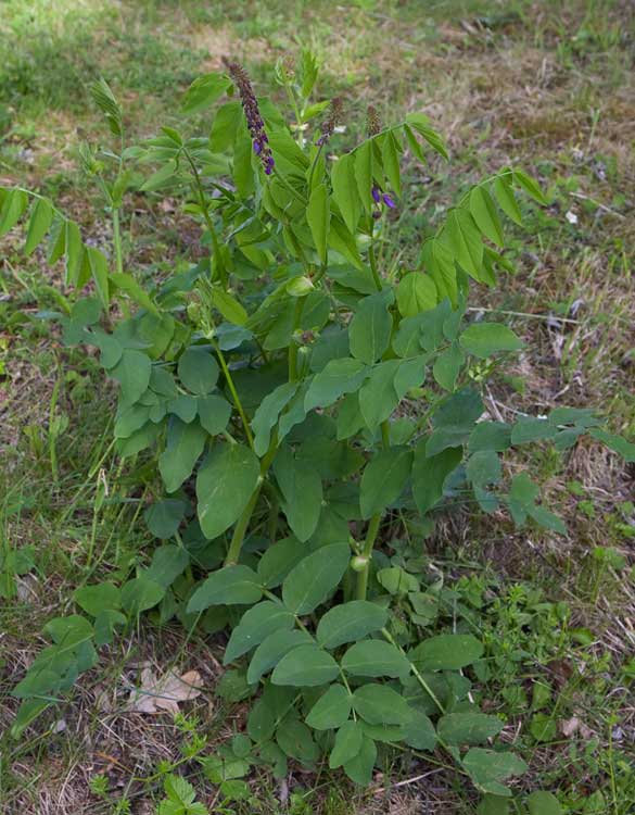 Fodergetruta (Galega orientalis)