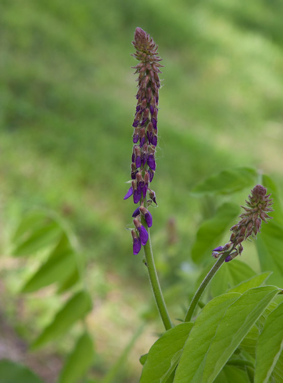 Fodergetruta (Galega orientalis)
