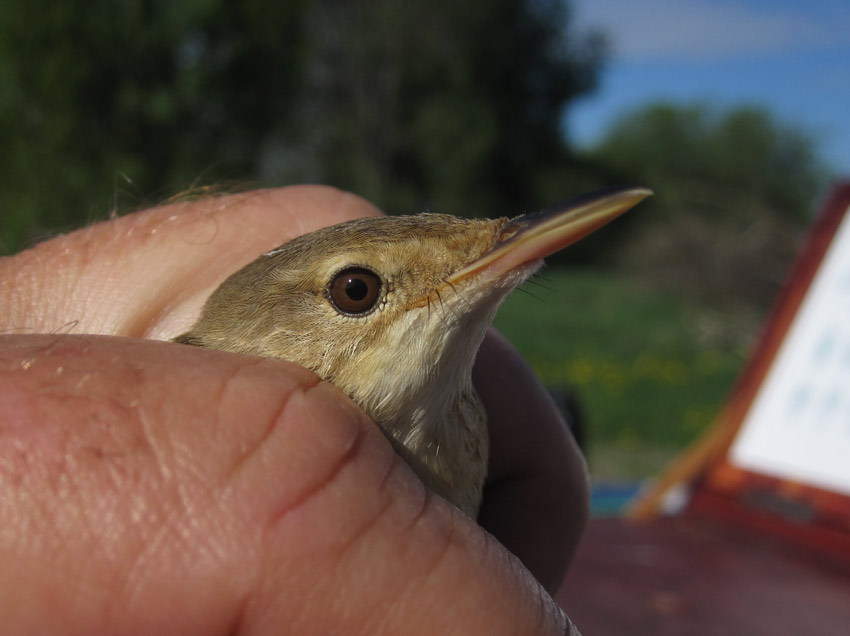 Reed Warbler (Acrocephalus scirpaceus), 3K+