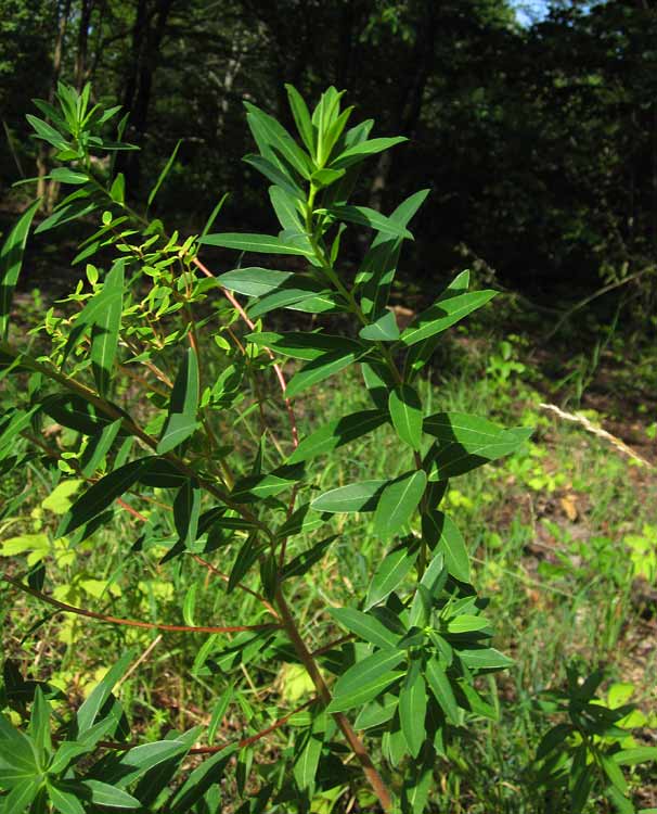 Luddtrel (Euphorbia salicifolia)