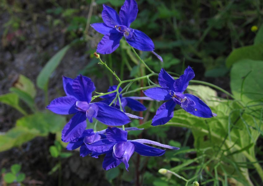 Riddarsporre (Consolida regalis)