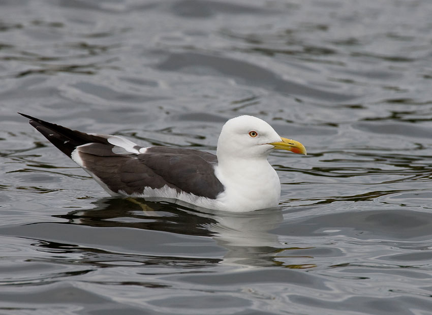 Lesser Black-backed Gull (Larus fuscus intermedius)
