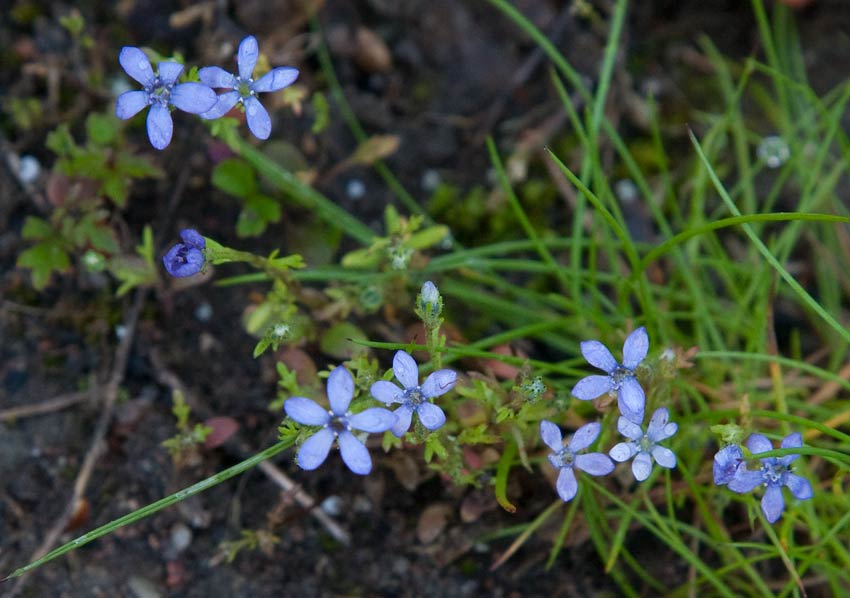 Fjdergilia (Gilia achilleifolia)