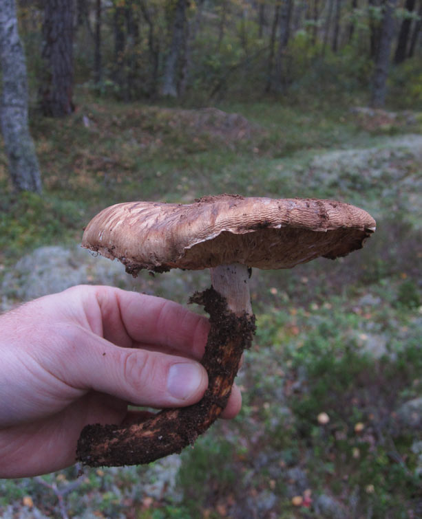 Goliatmusseron (Tricholoma nauseosum)