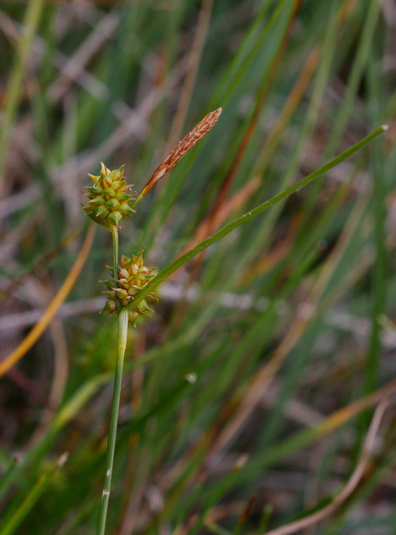 rtstarr (Carex viridula)