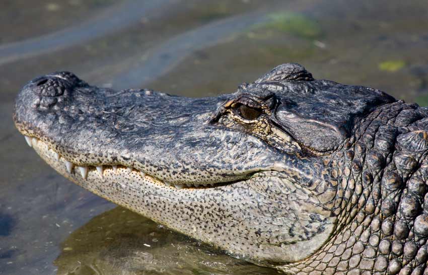 Alligator (Alligator mississippiensis)