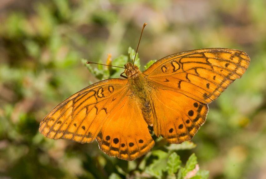 Mexican Fritillary (Euptoieta hegesia)