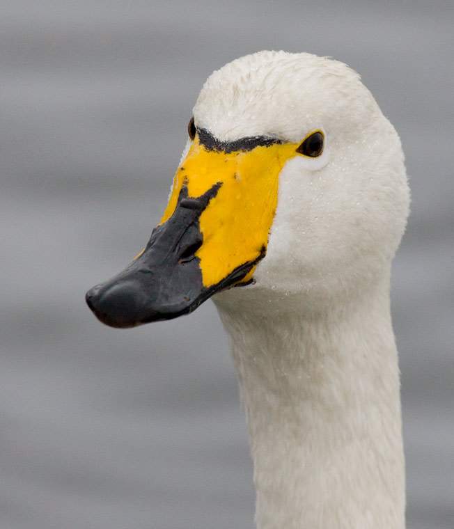 Whooper Swan (Cygnus cygnus)