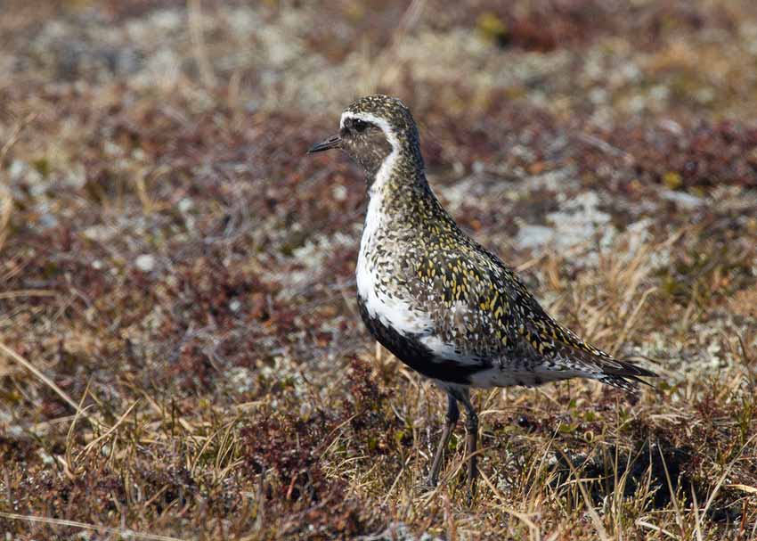 European Golden Plover (Pluvialis apricaria)