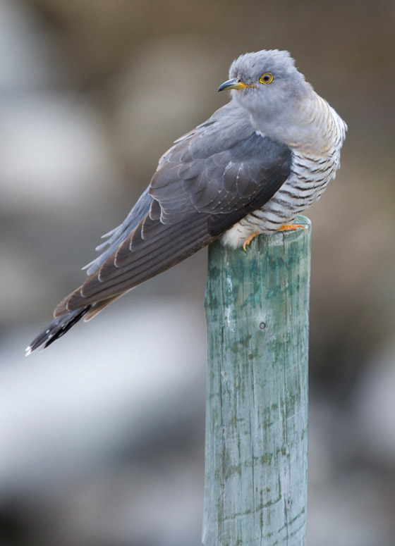 Common Cuckoo (Cuculus canorus)