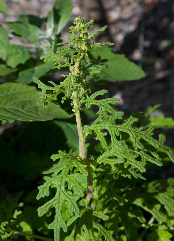 Drakmlla (Chenopodium schraderianum)