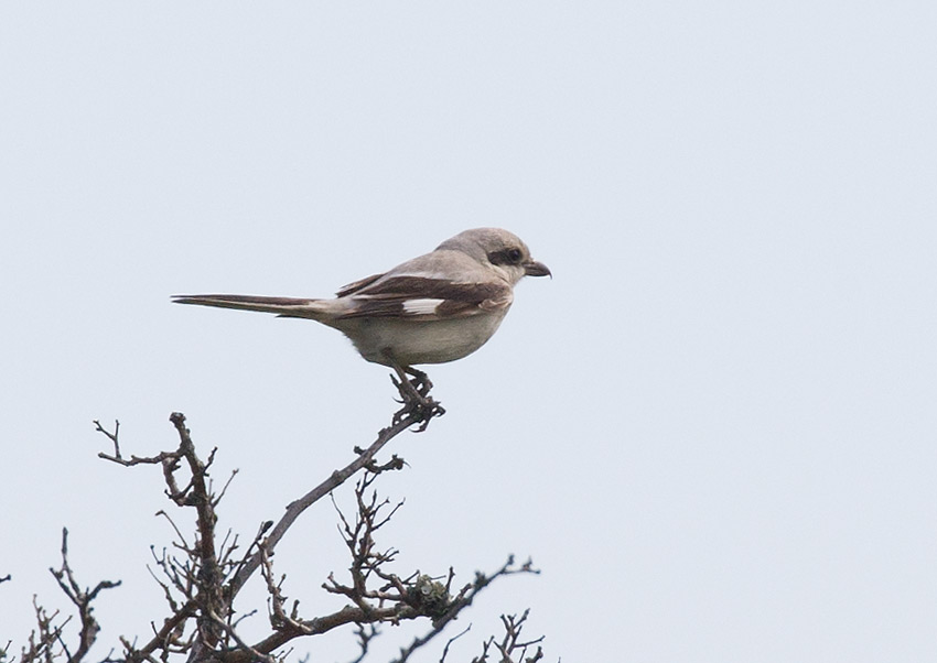 Steppe Grey Shrike  (Lanius meridionalis pallidirostris)