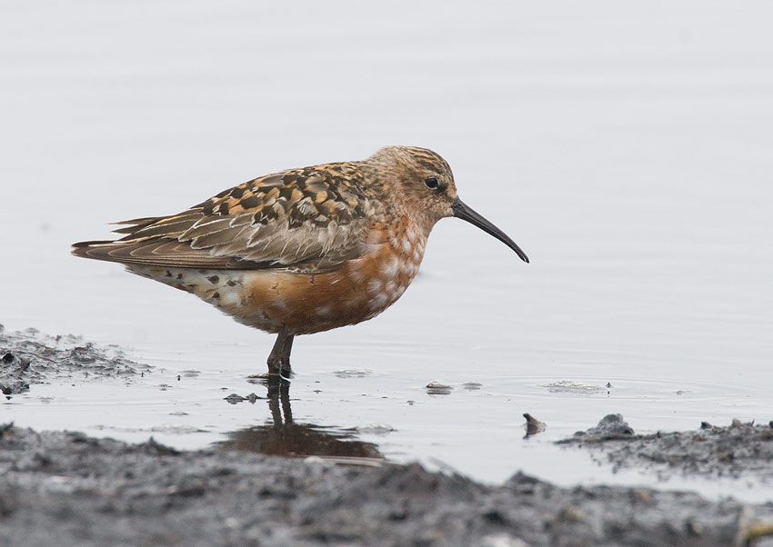 Curlew Sandpiper (Calidris ferruginea)