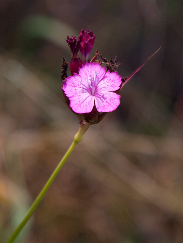 Brdranejlika (Dianthus carthusianorum)