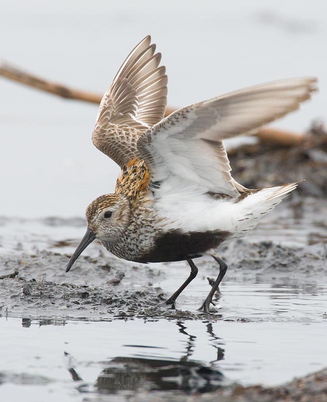 Dunlin (Calidris alpina)